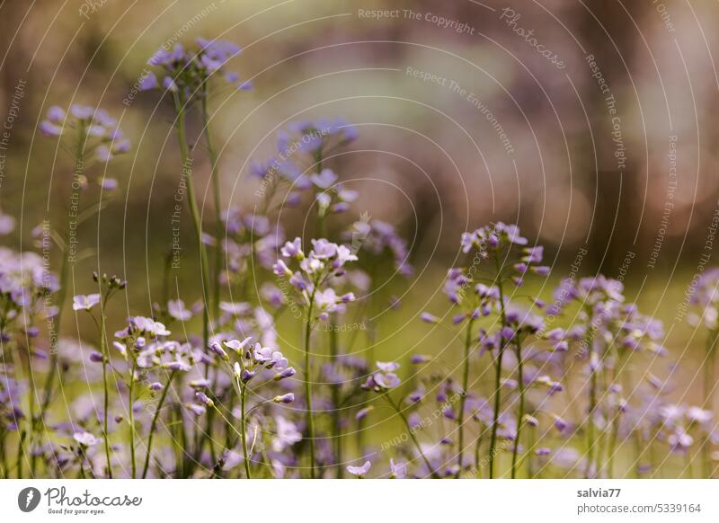 Spring blossoms in soft pink lady's smock cardamine pratensis Blossom Flower Nature Plant Blossoming Pink Meadow blurriness Deserted Colour photo Wild plant