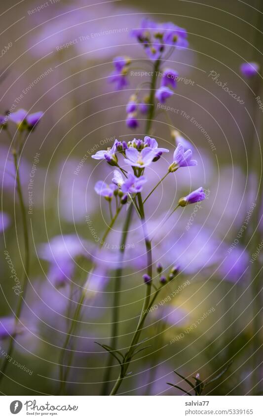 purple meadow flowers lady's smock foamy herb pale purple Spring Exterior shot Shallow depth of field Blossoming Plant Nature Violet Colour photo Flower Meadow