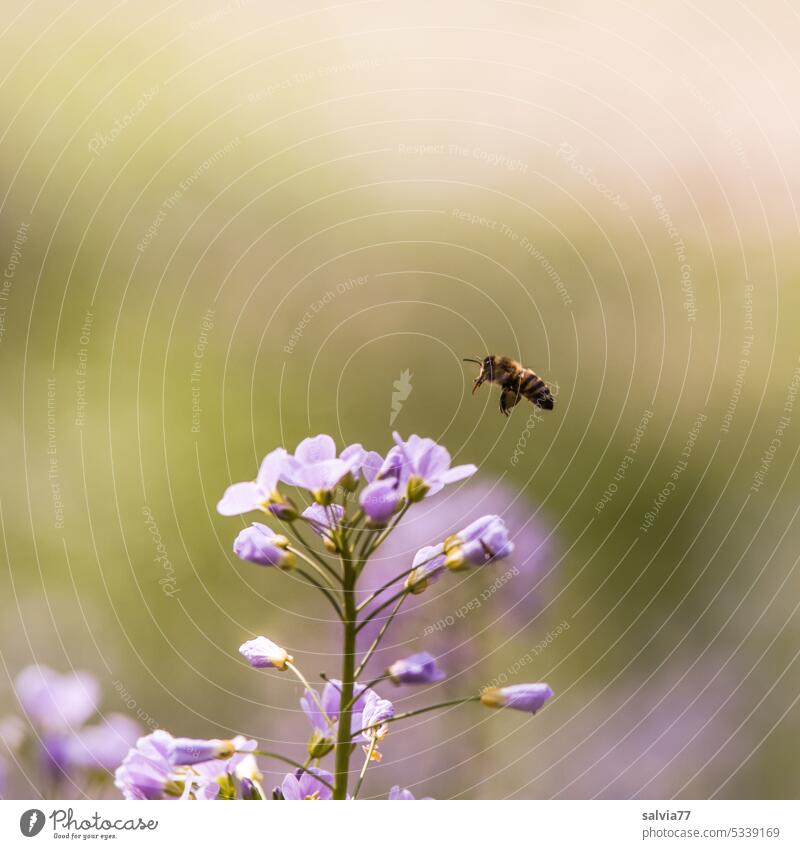 Bee flies on purple flower Nature Floating Flower Wisenschaumkraut Plant Blossom Honey bee Blossoming Colour photo Fragrance Diligent Insect Nectar Farm animal