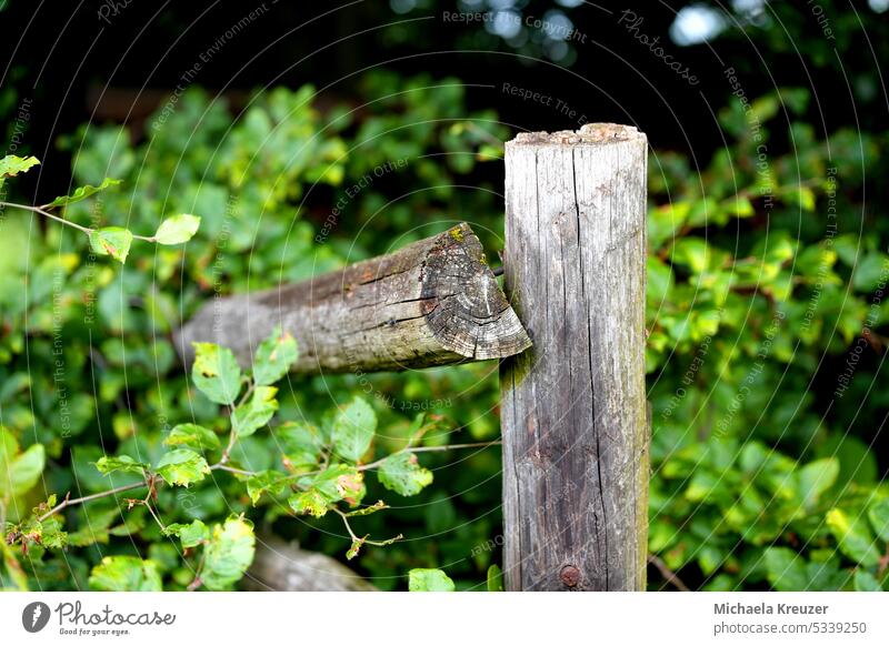 weathered wooden post, fence, at the edge of a beech forest young beech saplings Boundary Deserted Shallow depth of field Copy Space top Close-up Colour photo