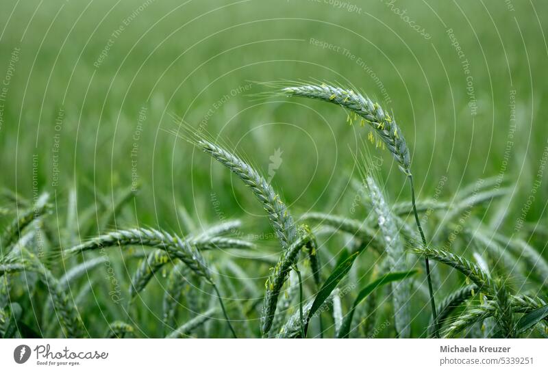 grain field, single ears in foreground Green Nature Agriculture Landscape Exterior shot Growth Agricultural crop Summer Ease Field Plant Environment Deserted