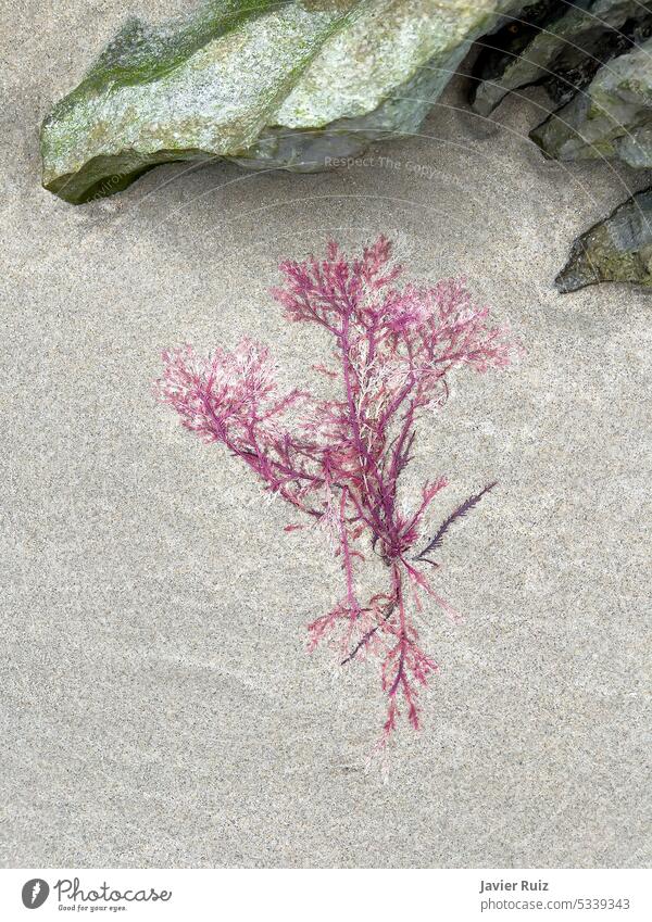 a pink algae, stranded on the sand of the beach next to some rocks, low tide, Gelidium sesquipedale seaweed sea grass edge seaside purple plant colour shore