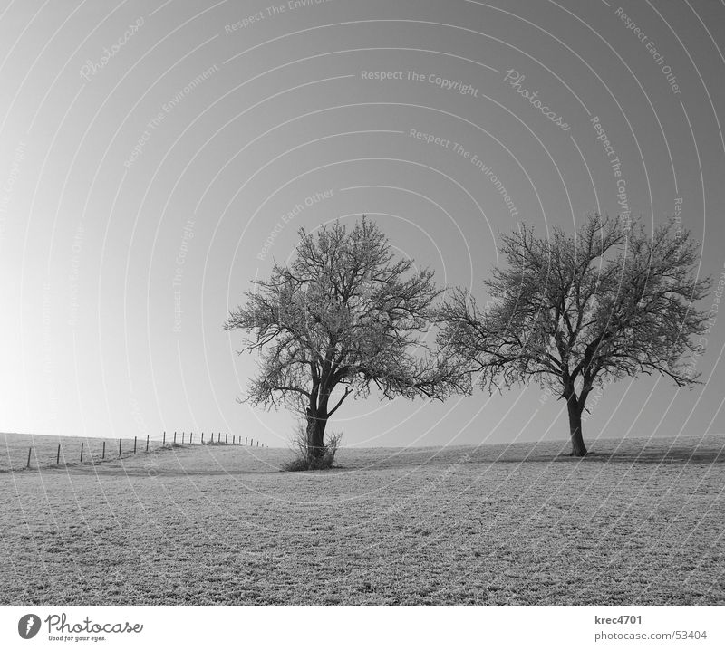 t(w)o - gether Tree Meadow Fence Pasture fence Loneliness Individual Black & white photo Free In pairs