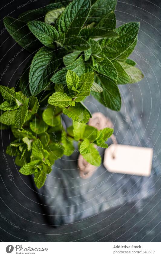 Fresh mint plant ready for cooking background bond bouquet diet eat food fresh green healthy hot keto ketogenic kitchen leaves meal napkin pepper mint