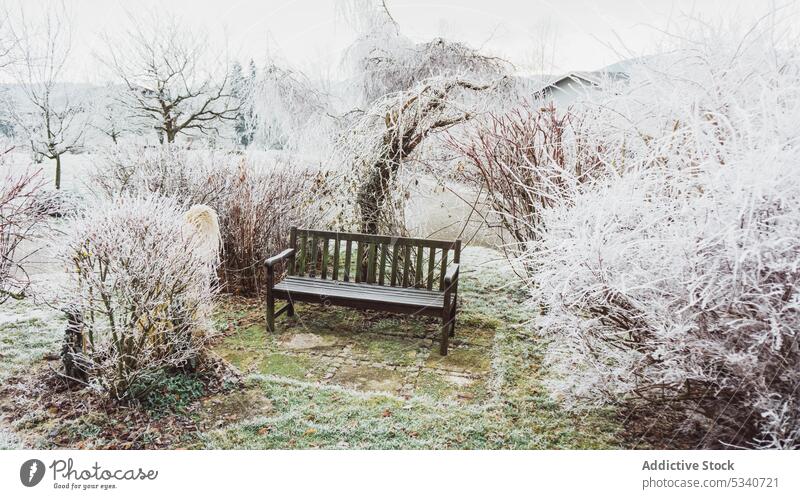 Lonely bench between winter park lonely nature wooden seat bush garden snow season placed cold frost autumn fall white rime frozen snowy hoar empty yard