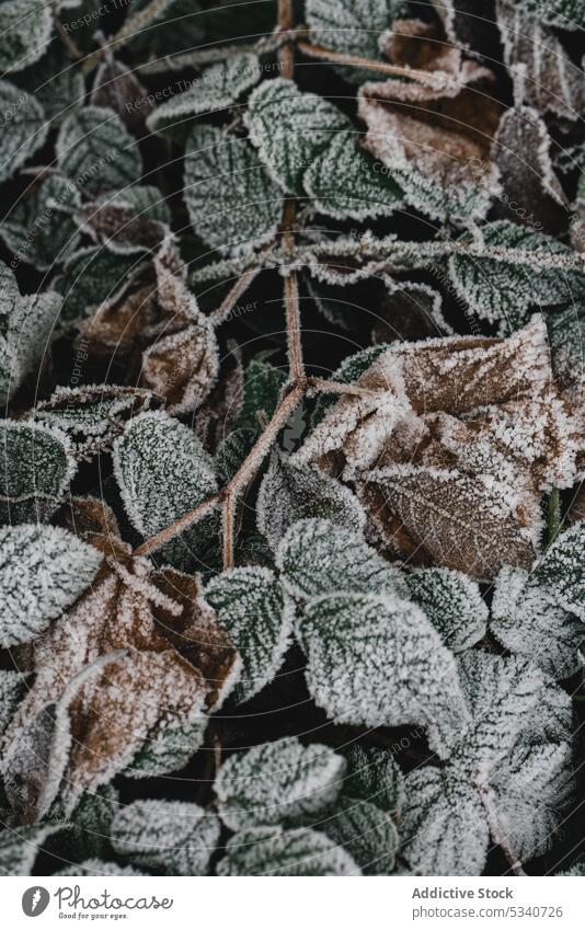 Freeze foliage in rime freeze winter nettle green leaf covered hoar tangling snowy growing garden park nature season cold fall white hedge frost twig branch