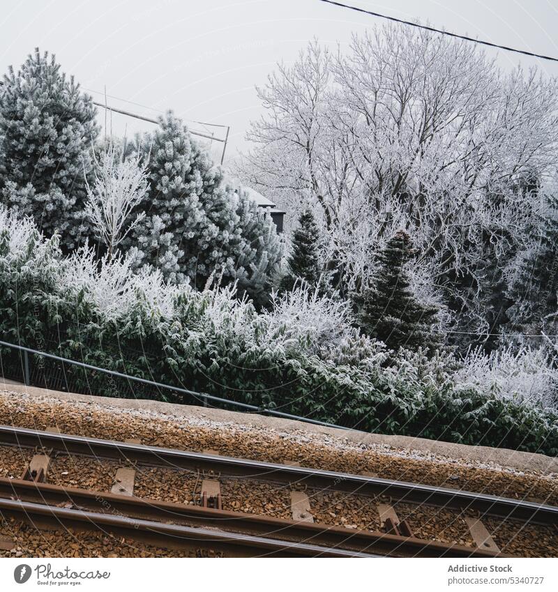 railway in winter dirty railroad passing snowy muddy coniferous forest cloudy weather tree frost cold wood rime growing hoar frozen plant freeze garden park