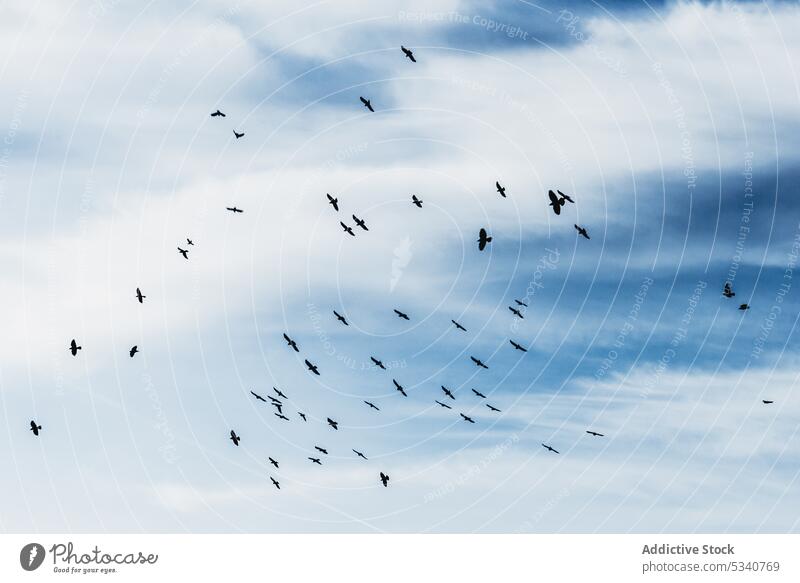 Flying flock of birds in blue sky flight silhouette fauna minimalist panorama nature air season wild scenic height migration tranquil wildlife group freedom