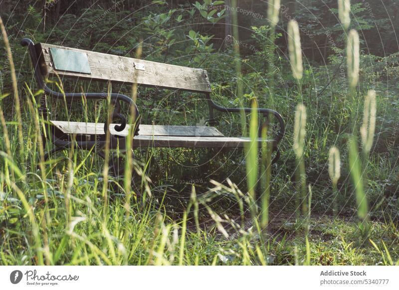 Bench placed in sunny forest bench nature wooden seat empty loneliness grass lush park day season garden old aged calm tranquil tree bright foliage summer plant