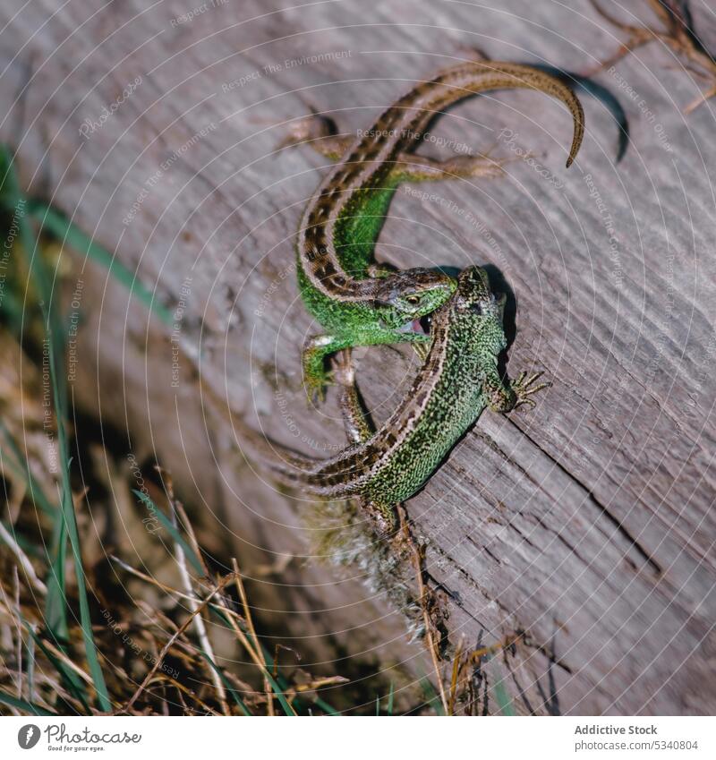 Lizards snapping on wood lizard lacertian green biting dry tree grass standing nature wildlife little animal reptile forest exotic stinging garden small stump