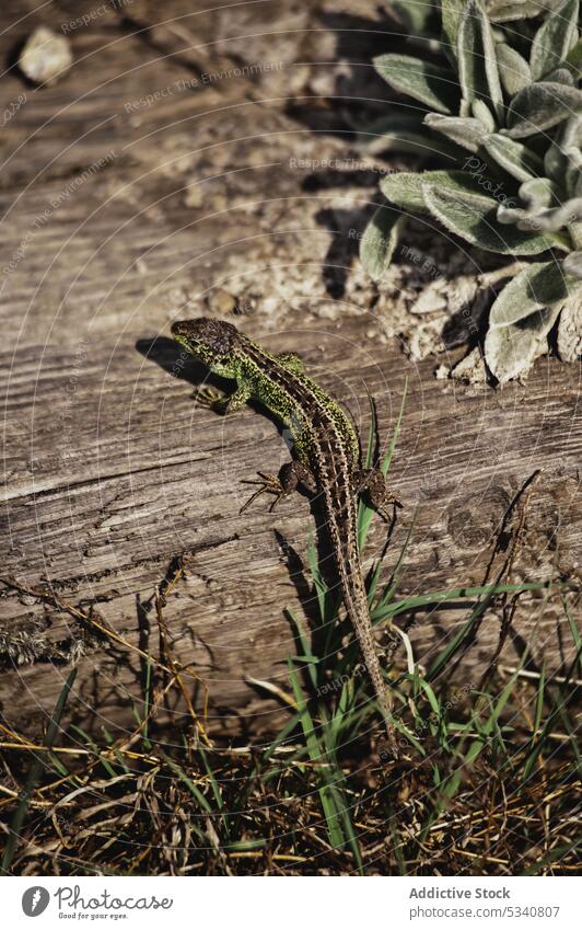 Lizard on wood lizard lacertian green dry tree grass standing nature wildlife little animal reptile forest exotic stinging garden small stump plant stub fauna