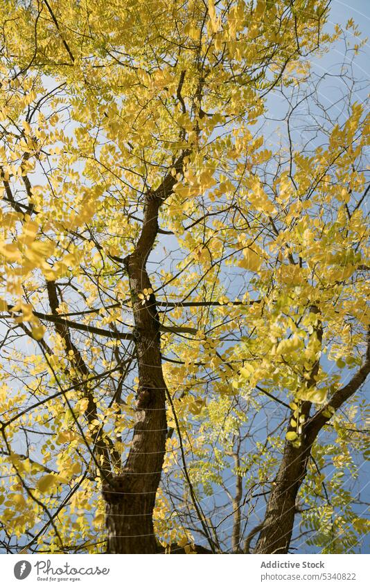 Yellow leaves on tree autumn yellow sky clear blue season nature foliage bright golden trunk branches flora plant rural rustic countryside beautiful amazing