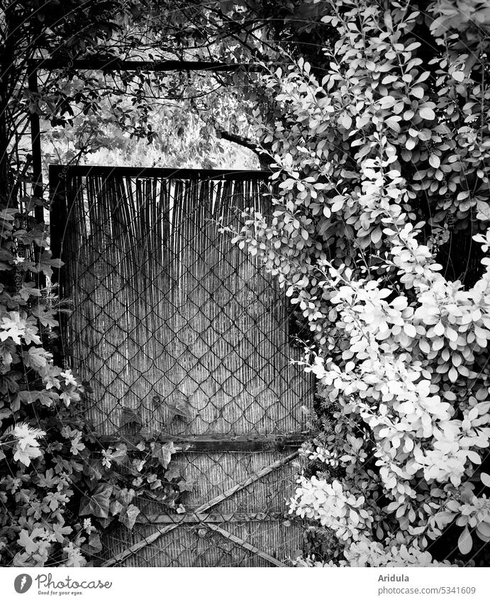 Garden gate in the green b/w Garden Gate Green Overgrown scavenger Screening Entrance Hiding place