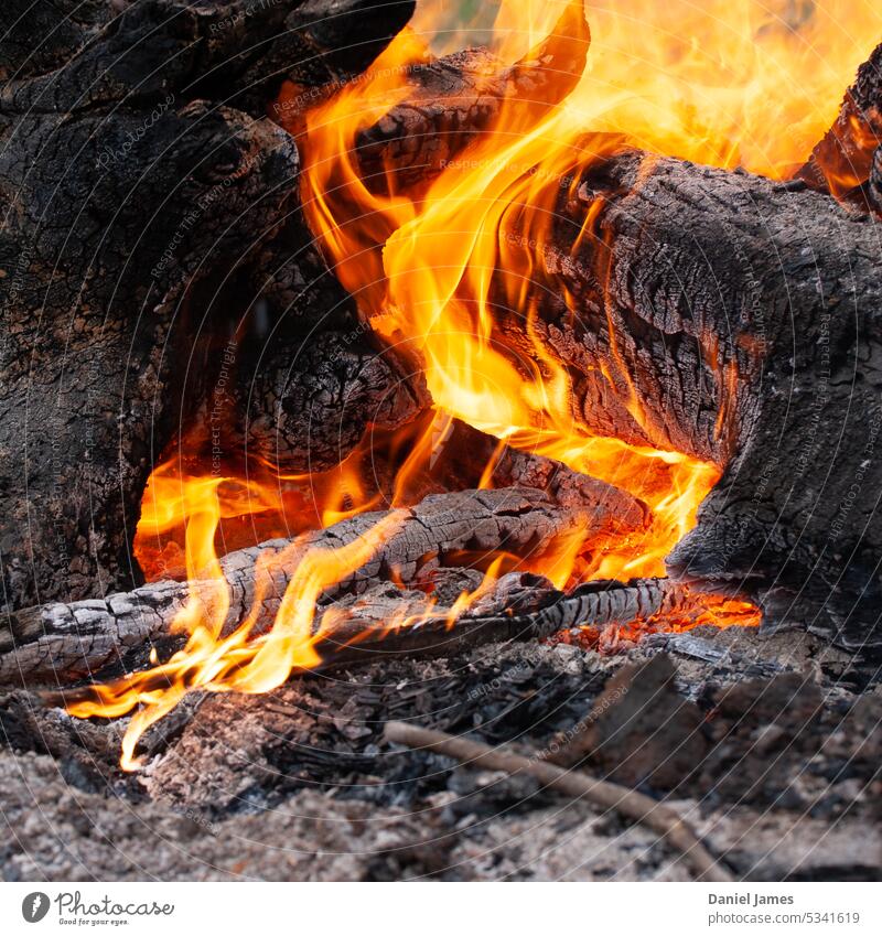 Curling, dancing flames wrap around charred logs Fire Burn Wood Log Timber Charcoal Blaze Flame Hot Warmth Orange Ashes ash glowing Glow Red Black