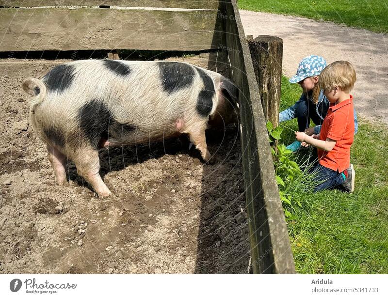 Two children feed a spotted pig through the fence of the run Swine Sow Discontinuation Fence Child Boy (child) Girl Grass Feeding look look at Wooden boards off
