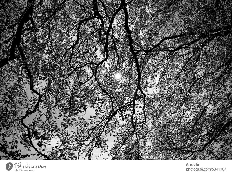 Beech leaf canopy in sunlight b/w Beech tree leaves Tree Light Sun Sunlight Nature Forest Leaf Exterior shot Back-light Beech wood branches Branches and twigs