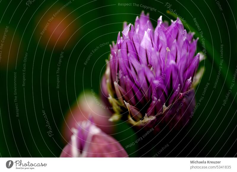 a purple chive flower, foreground Spring blue blossom background Copy Space Nature Card Blossom Flower Space for text macro
