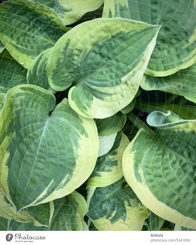 Lily funkie leaves Lily Funkie Leaf Plant Garden shrub Garden Bed (Horticulture) Pattern Green Green tones Hosta Heartleaf lilies Agave family asparagus-like