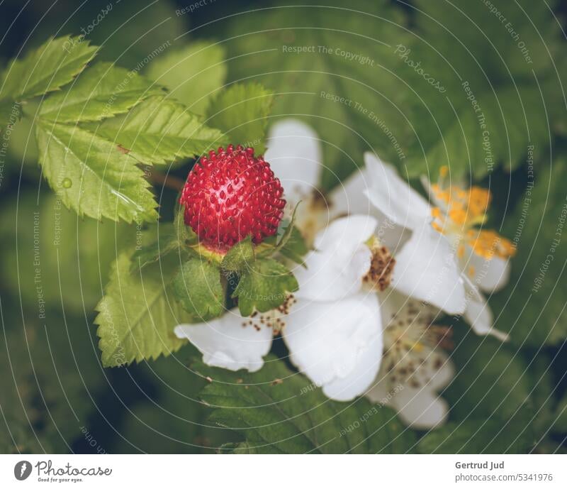 Wild strawberries with flower Flowers and plants fruits Nature Blossom Colour photo Garden Plant Exterior shot Summer Blossoming naturally Environment