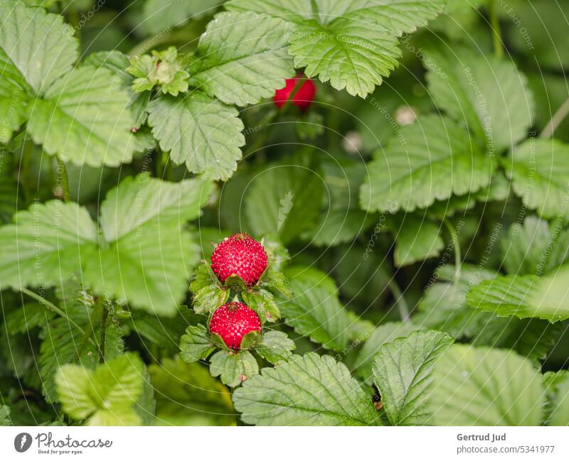 Wild strawberries on the side of the road Flowers and plants fruits Nature Plant Colour photo Garden Summer Exterior shot naturally Close-up Environment