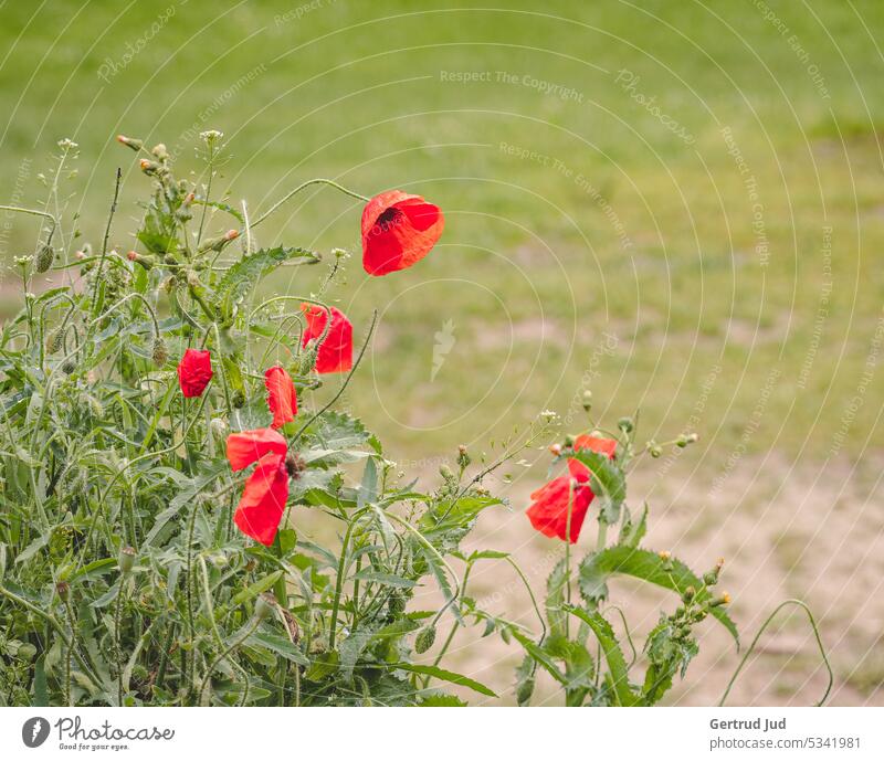 Meadow with poppies Flower Flowers and plants Poppy Nature flowers Plant Colour photo Blossom Garden Exterior shot Summer Blossoming naturally Environment