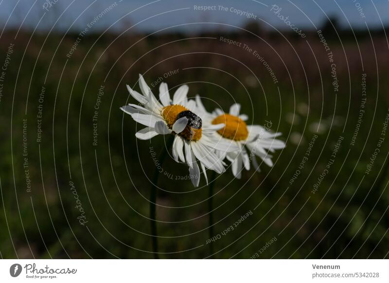 Opened chamomile flowers, a beetle sits on the flower, selective pungency, fuzzy bokeh Flower weeds flowering stalk nature garden outdoors Germany plant