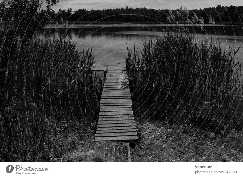 Fishing pier between reeds at a small lake, B&W Lakes Water Sky cloud Clouds bank seaboard Reeds Reflection Water reflection trees Nature Germany outside