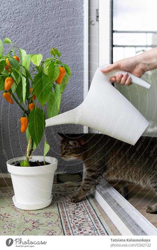 The cat watches as the hostess watering a bush of hot chili peppers grown on the balcony in a pot from a watering can Woman Watering Bushes Vegetables Grown