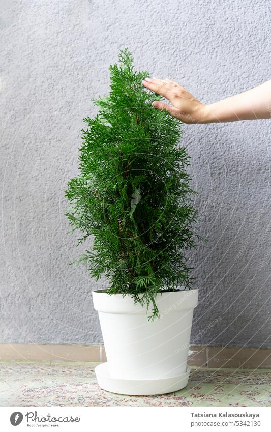 A hand strokes the coniferous foliage growing at home in a pot of thuja White pot Green Young Thuja Hand Growing touch touching woman female Balcony Apartment