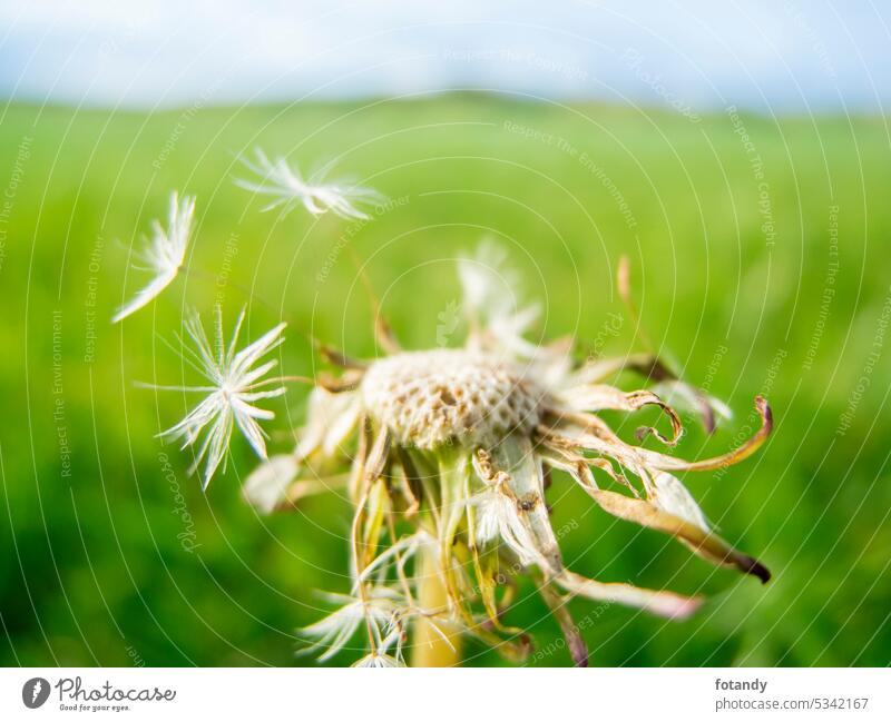 Macro view of a dandelion - a Royalty Free Stock Photo from Photocase