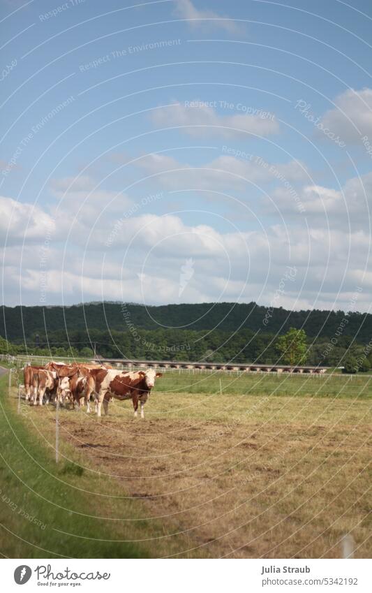 Cow pasture in summer Cattleherd cow pasture Cows in the pasture cows eyeball Fence cloudy Sky Nature Willow tree Meadow Green Grass Agriculture organic farming