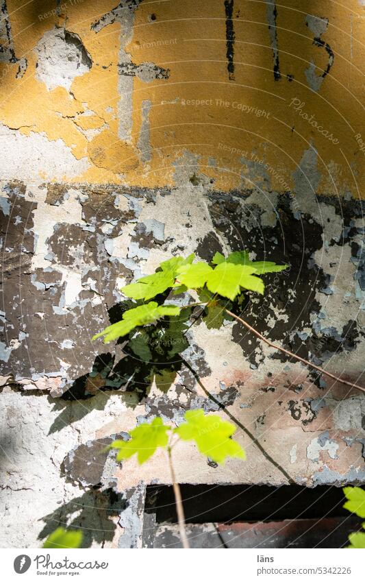 Lost Land Love l beauty of the ephemeral aging process lost places Beautiful weather Sunny side Facade leaves Transience Change Ruin Broken Old Ravages of time