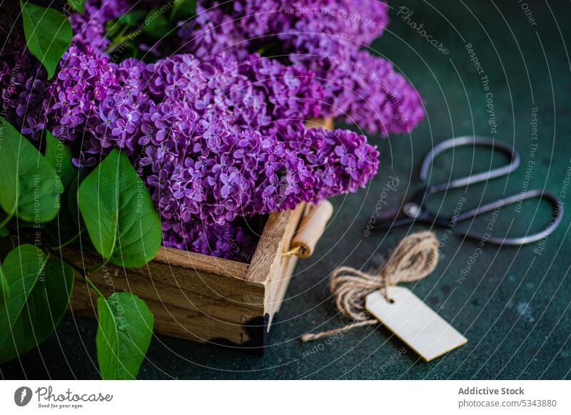 Front view of wooden box with fresh lilac flowers on blurred dark surface next to scissors and small cards aroma aromatic background bloom blossom bond bouquet