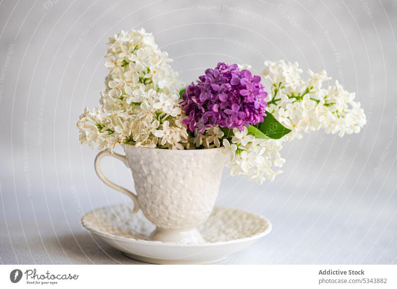 Front view of bouquet of lilac flowers in ceramic cup aroma aromatic bloom blossom bond colorful garden gift interior love outdoor petal purple rustic season