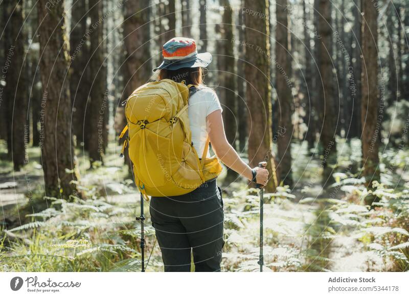 Unrecognizable woman walking in forest with sticks hiker trekking trip path nature pole woods spain tenerife female backpack explore travel pathway adventure