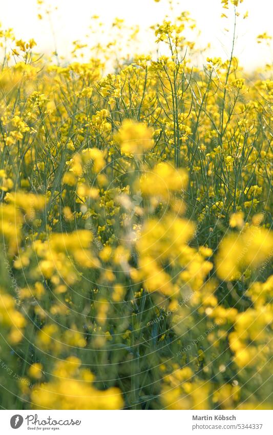 Rape with yellow flowers in the canola field. Product for edible oil and bio fuel rape green cooking oil blossom sky summer agriculture beauty background spring