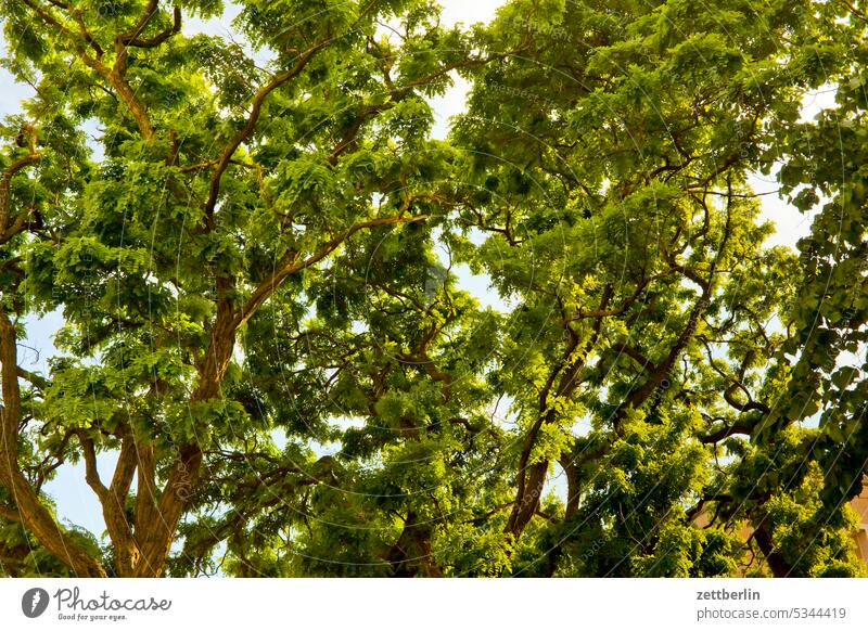 treetops Acacia Branch Tree Treetop Leaf Leaf canopy chlorophyll Green foliage Deciduous tree Deciduous forest Nature Park Robinia Oxygen Summer Forest Twig