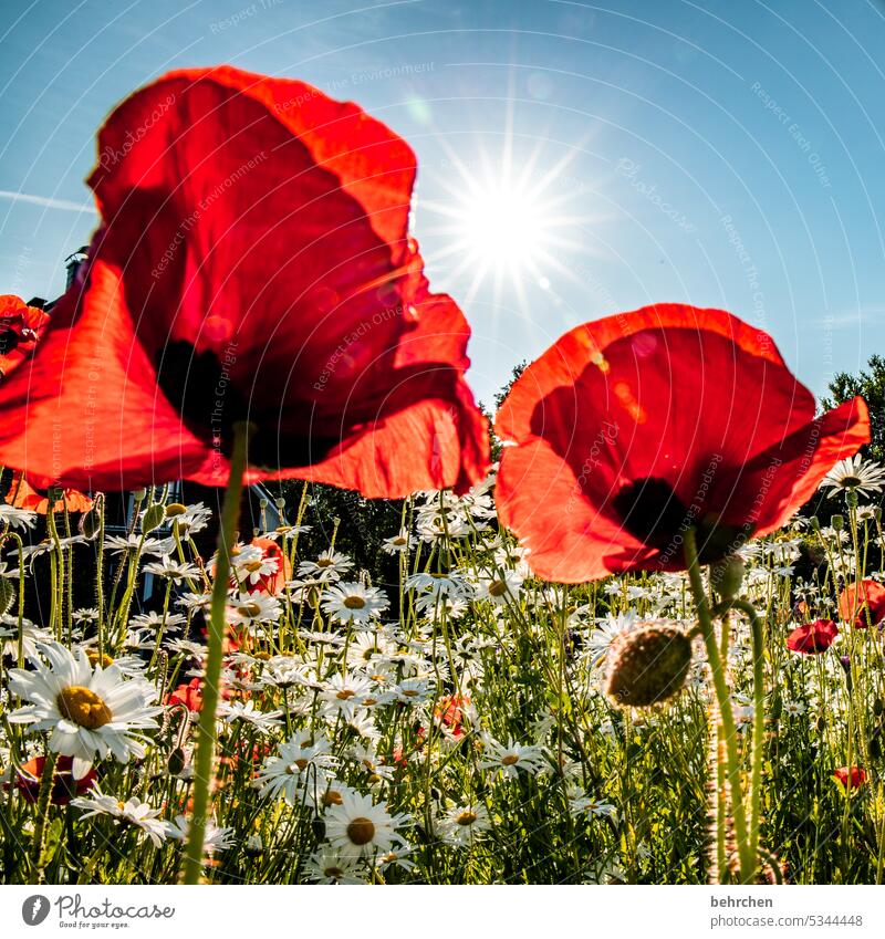 happy mo(h)nday beautifully Nature Plant Fragrance Summer Poppy blossom Garden poppies Blossom Red Colour photo Exterior shot Flower Environment Wild plant