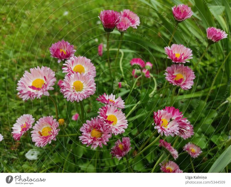 Common daisies, spring flowers in green grass background Plant White Nature Flower Floral daisy Blossom Daisy Pink pink flowers Spring flower Grass