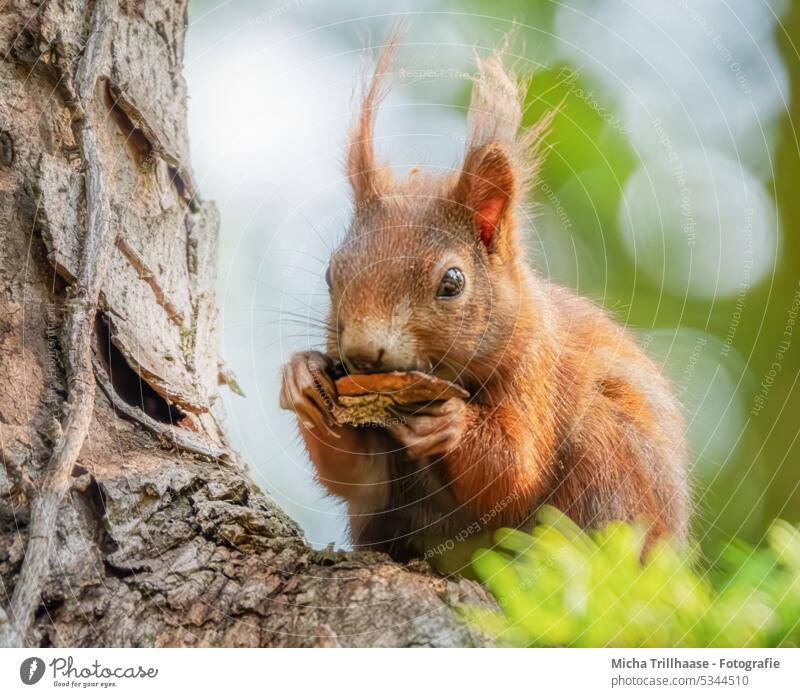 Nibbling squirrel in a tree Squirrel sciurus vulgaris Animal face Head Eyes Nose Muzzle Ear Tails paws Claw Pelt nibble To feed To enjoy food Nutrition Rodent