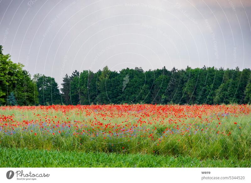 colorful flower meadows with poppies and cornflowers to a forest on the horizon while dark storm clouds gather in the sky Blossoms Flanders poppy Papaver rhoeas