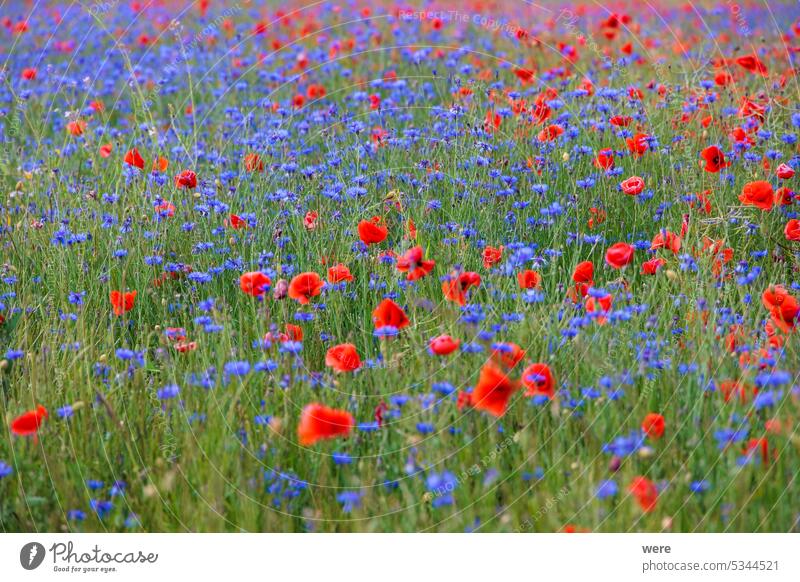 A flower meadow with red poppies and blue cornflowers Blossoms Flanders poppy Papaver rhoeas Poppies Rainstorm climate change colorful copy space corn poppy