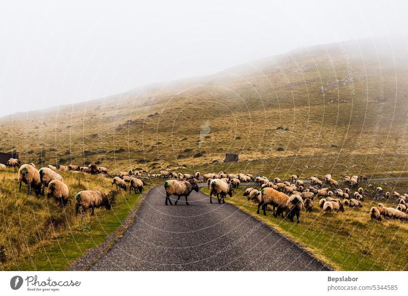 Flock of sheep grazing next to the path of the Camino de Santiago goats animal nature fog mist pasture road grass farming misty flock foggy herd rural field