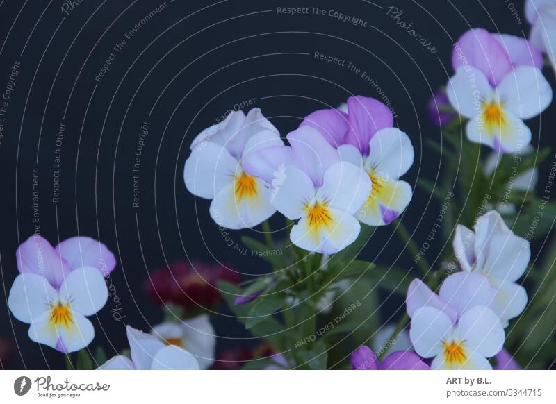 Horn violets beauty Thank you. I'll take care of it. greeting card map background flower decoration Wallpaper petals White purple flower petals Delicate Wonder