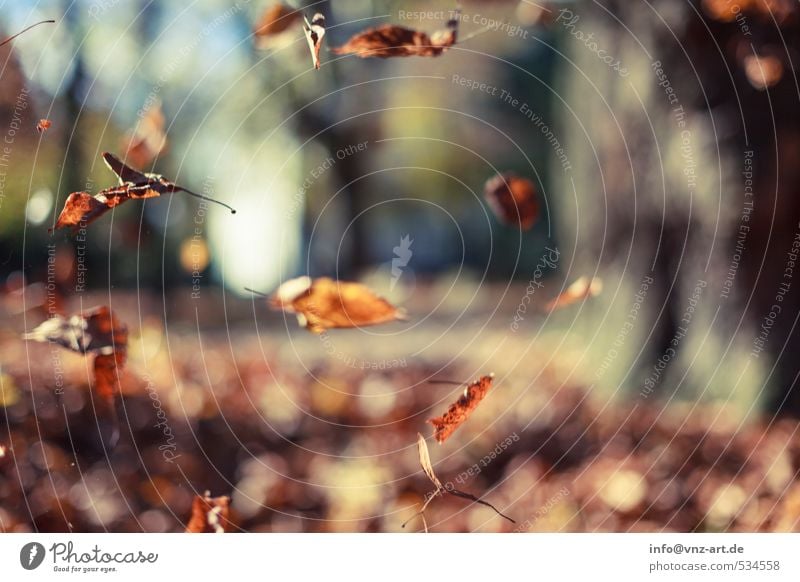 In autumn Environment Nature Autumn Plant Tree Leaf Garden Park Field Forest Yellow Gold Orange Trap Flying Hover Seasons Colour photo Exterior shot Deserted