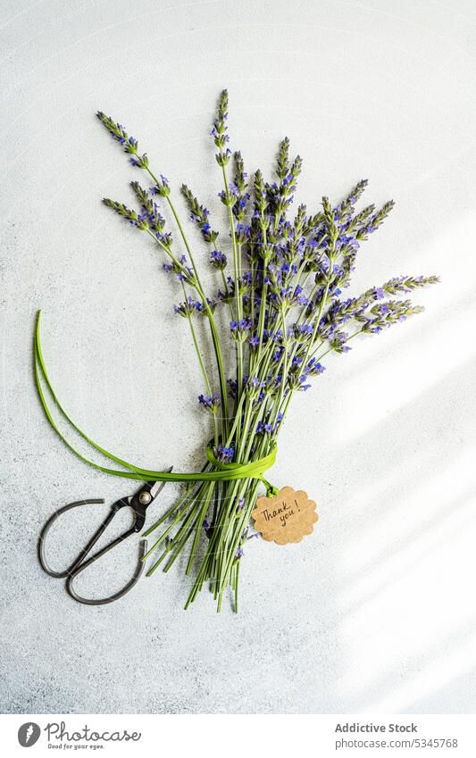 High angle of summer interior decor with fresh lavender flowers and scissors on the concrete background blue bond bouquet cement concept daytime floral grey
