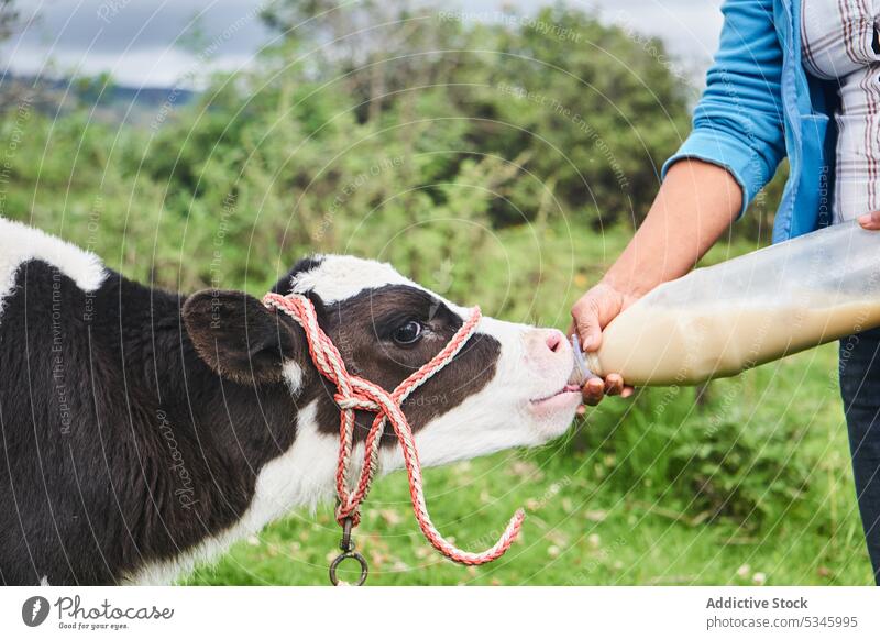 Anonymous lady feeding calf during work in farm woman farmer animal livestock countryside milk rural cattle bottle domestic female mature otavalo latin american