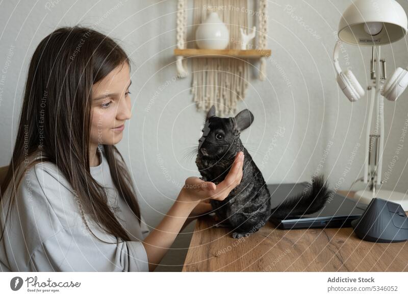 Teen girl with cute chinchilla pet at home woman caress stroke animal bonding adorable table domestic young female bunny casual together mammal owner love happy