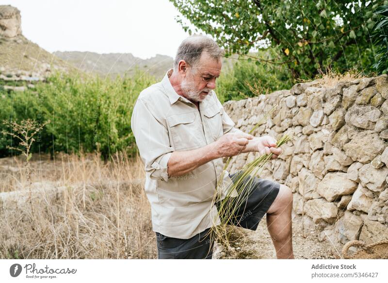 Elderly man using esparto grass while weaving basket weave artisan countryside craft nature focus work concentrate male casual beard fiber serious