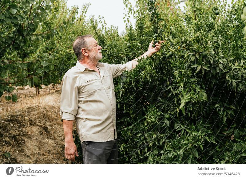 Mature male farmer checking tree leaves in countryside man lime leaf plant work plantation cultivate agriculture horticulture fresh mature gardener nature